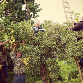 Agricontura: harvesting