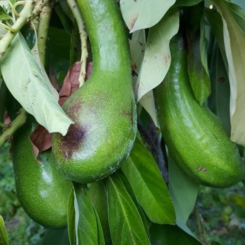 Agricontura flowers