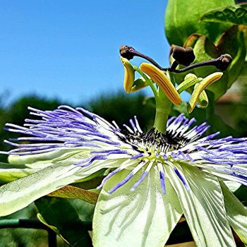 Agricontura flowers