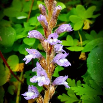 Agricontura flowers