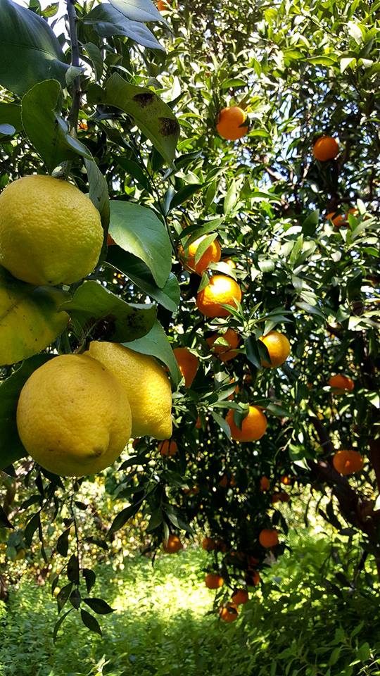 Citrus fruits