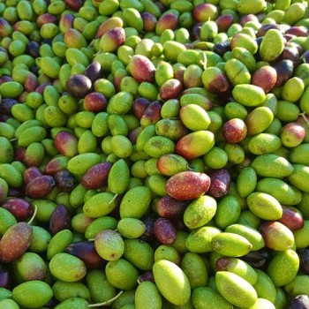 Agricontura olives