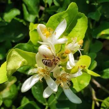 Agricontura flowers