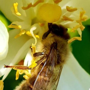 Agricontura flowers