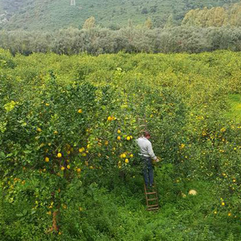 Agricontura: harvesting