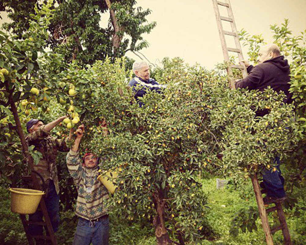 Citrus and fruits harvesting 