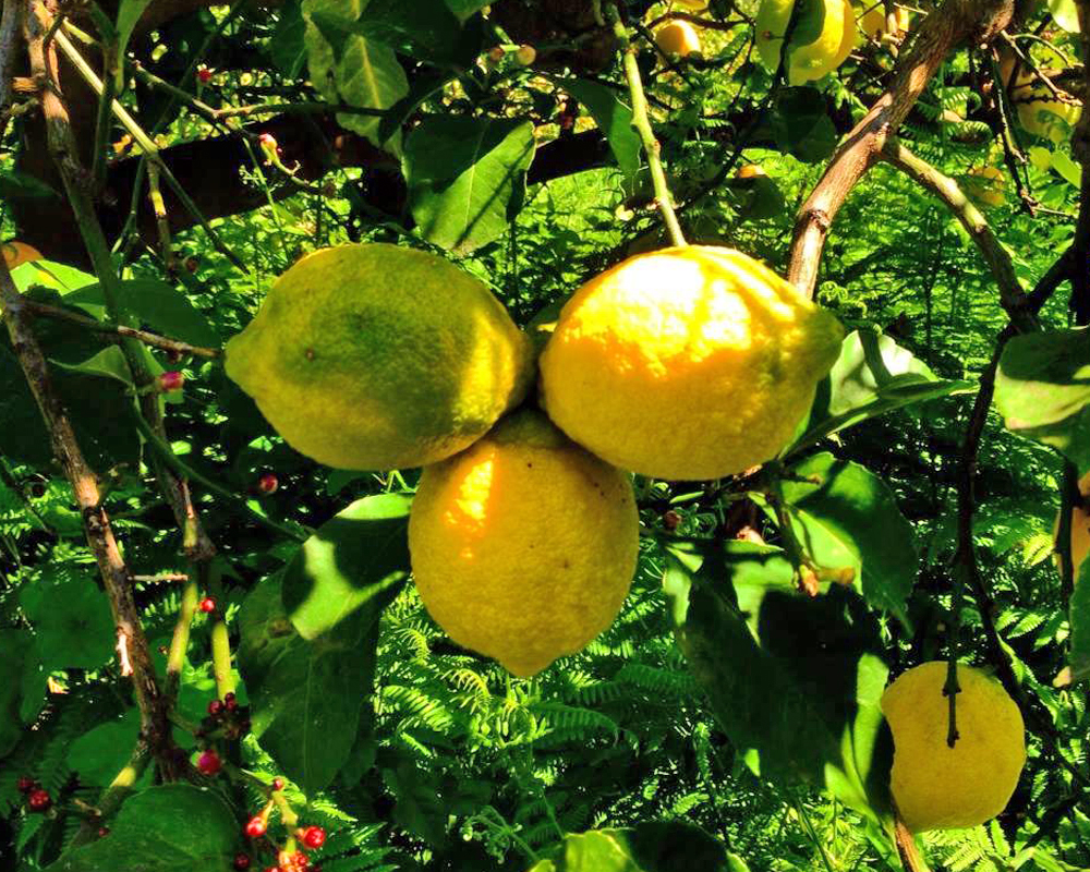 Citrus and fruits harvesting 